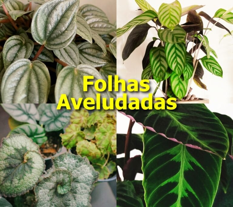 folhas aveludadas