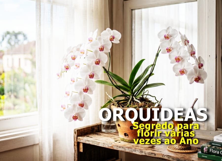 Como Cuidar de Orquídeas: O Segredo para Florir Várias Vezes ao Ano