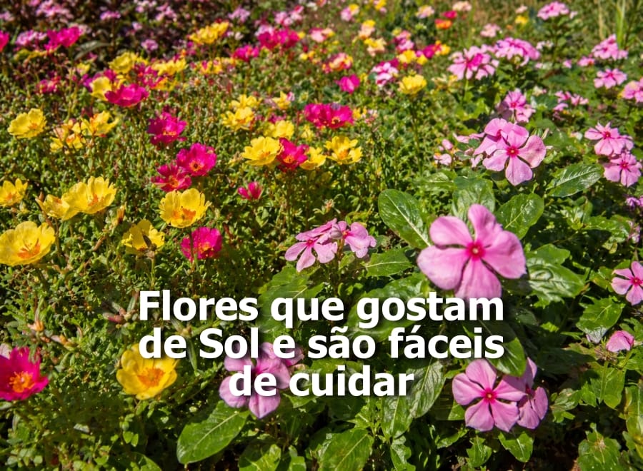 Flores que gostam de Sol