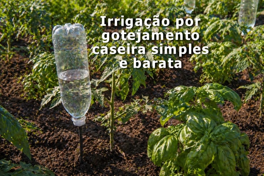 Irrigação por gotejamento caseira: passo a passo barato e eficiente