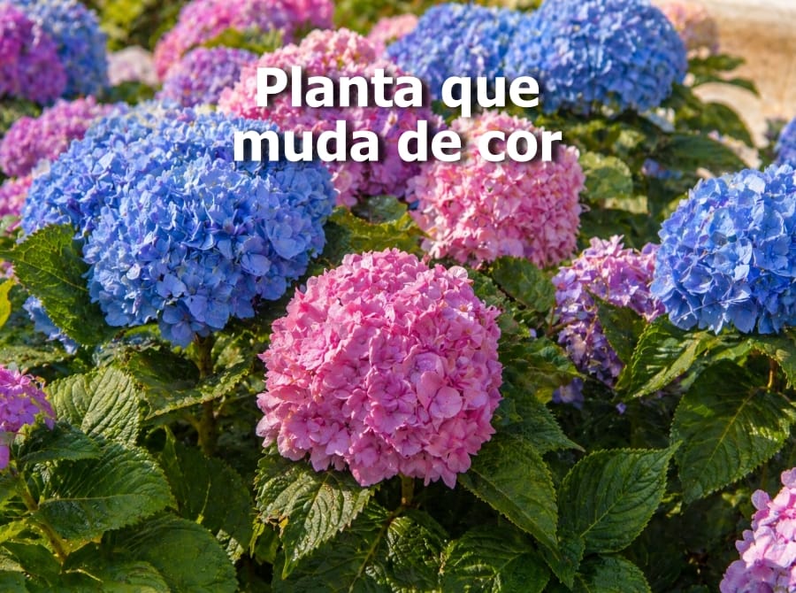 Planta que muda de cor