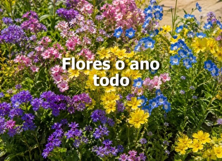 Flores o ano todo