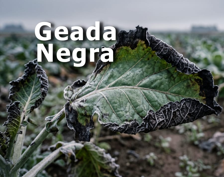 Geada negra