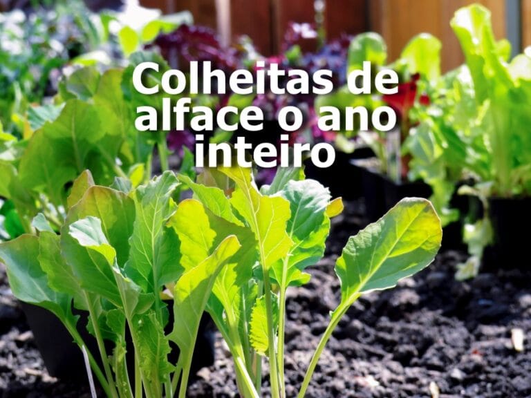 Como Plantar Alface e garantir colheita de alface o ano Inteiro: o segredo revelado