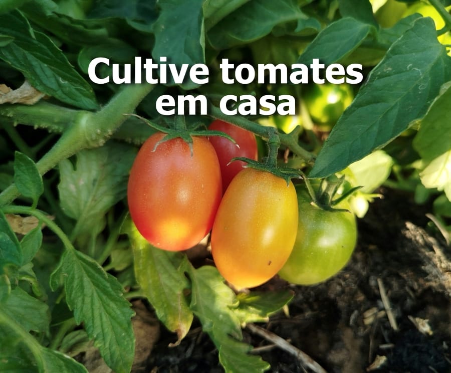 plantar tomate