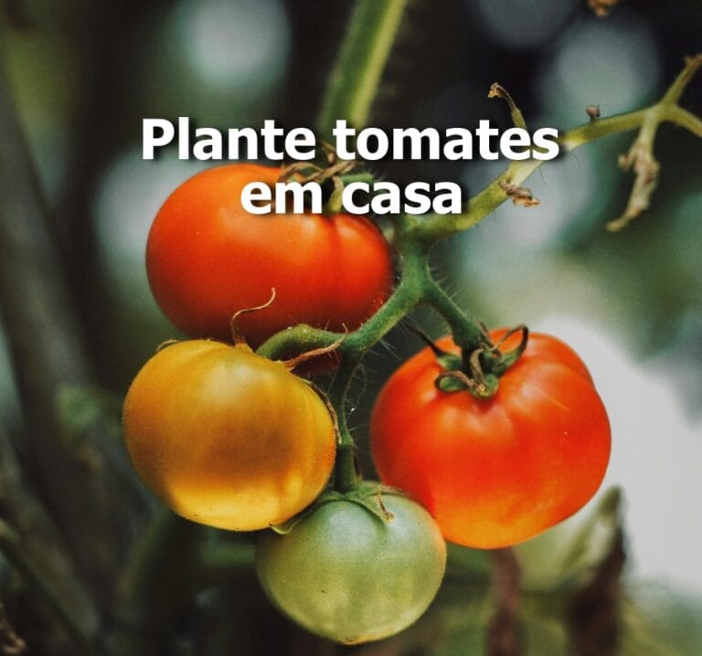 Plantar tomates