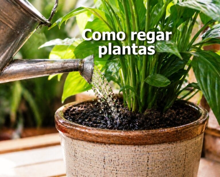 Como regar plantas