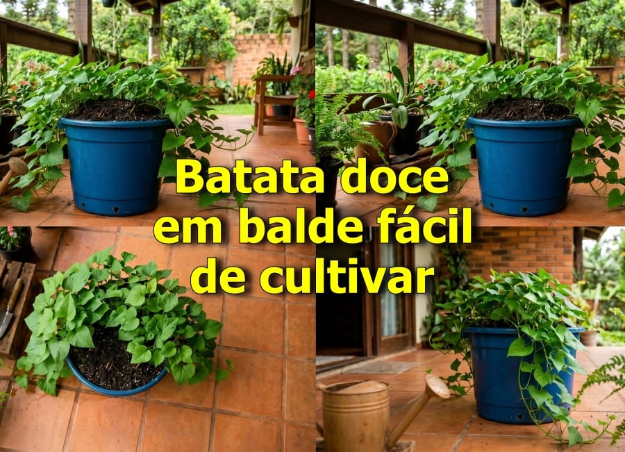 batata doce no balde