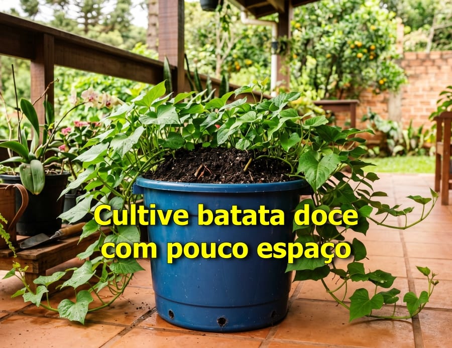 batata doce no balde