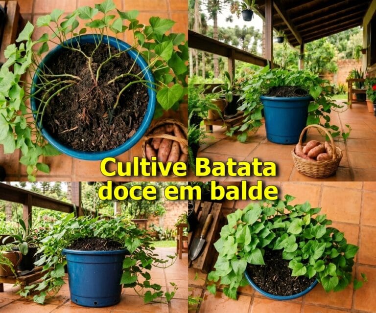 batata doce no balde